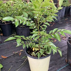 Curry Leaves Plant (1 Ft + Tall)