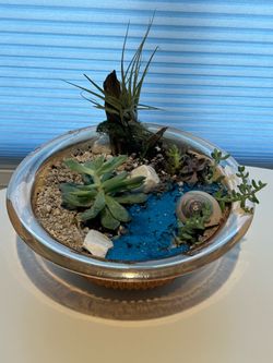 Succulent Arrangement