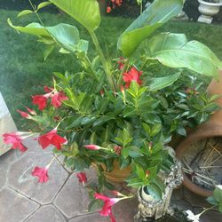 Bird Of Paradise Plant With Mandevillas 
