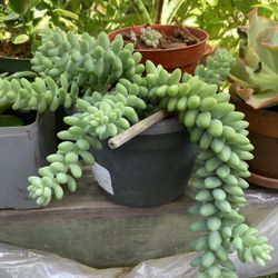 SEDUM DONKEY'S TAIL SUCCULENT - Large