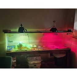 6' Foot Reptile Terrarium / Fish Tank HUGE