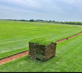 St. Augustine and Bermuda grass