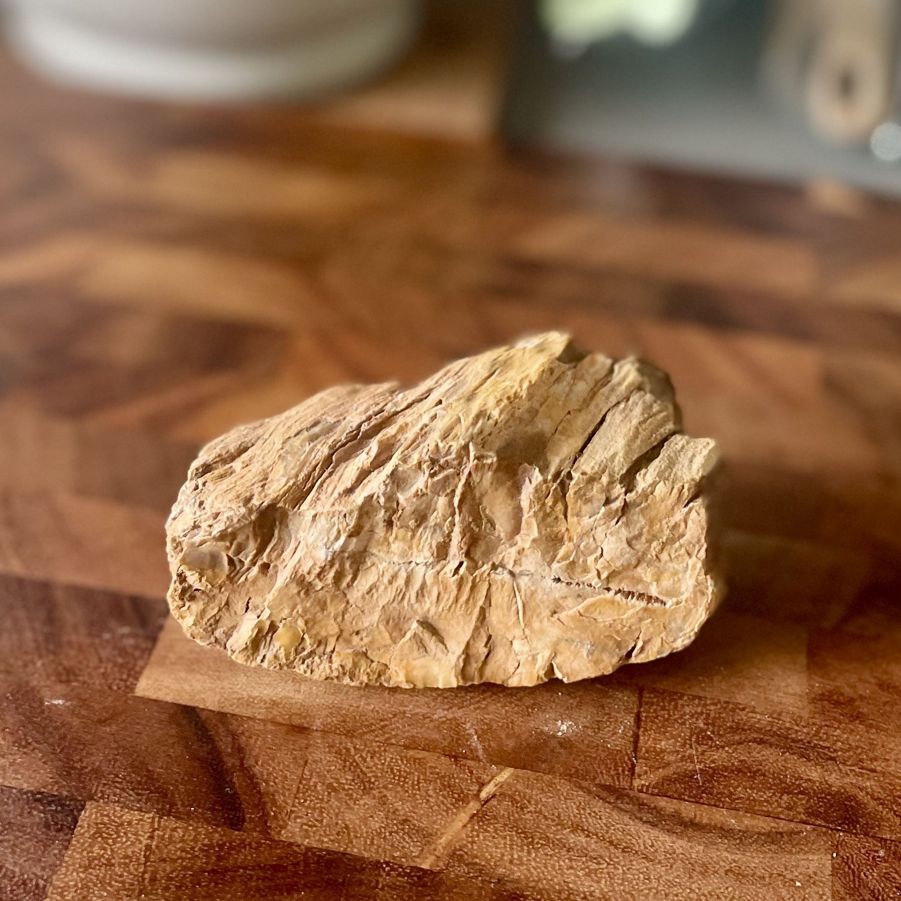 Petrified Wood Paperweight