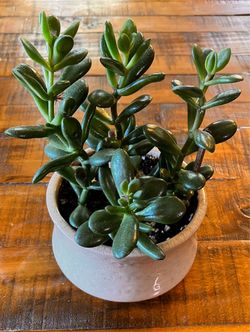 Potted Jade in White Custom Ceramic Pot