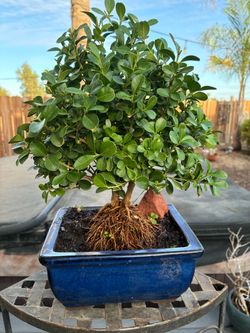 Bonsai plants for sale $50 each Bonsai plants for sale $50