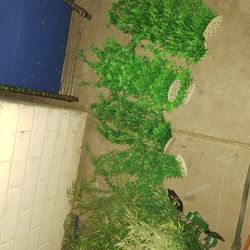 Aquarium  Decorations Plants 