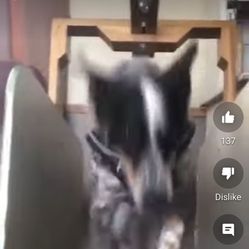 Dog Treadmill 