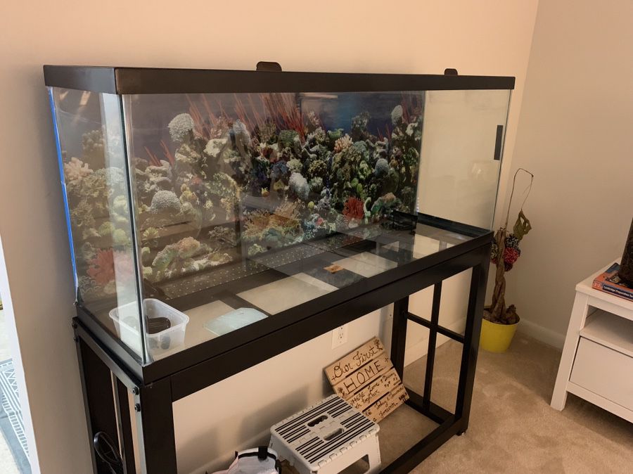 55 Gallon Fish Tank with stand, filter and everything else