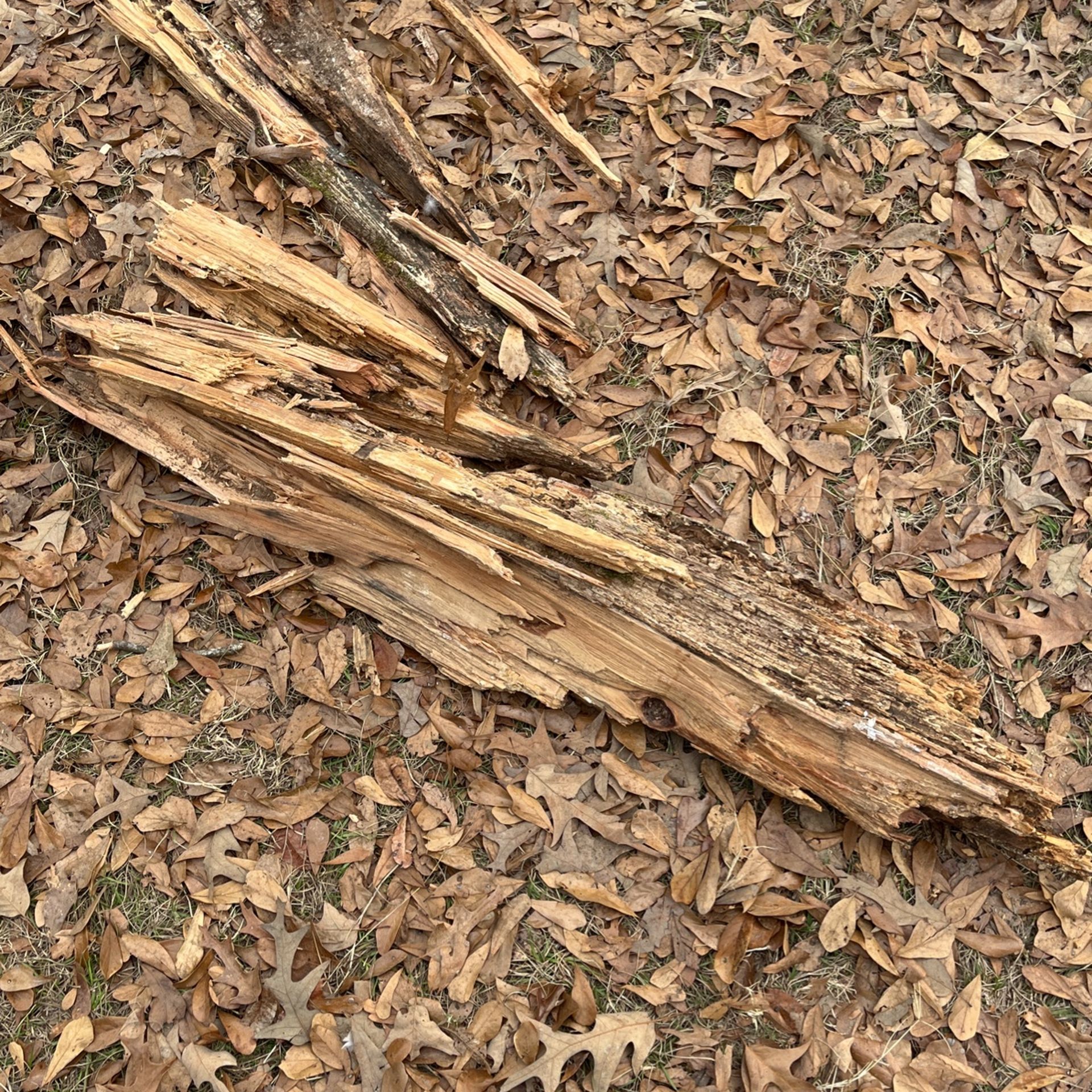 Fat Lighter Logs