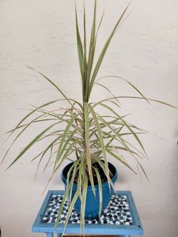 Dracena Plant in Blue pot