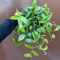8” Vanilla Orchid 