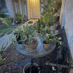 Variety Of Houseplants 