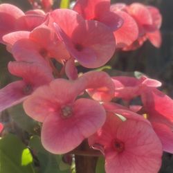 Crown Of Thorns Plant 