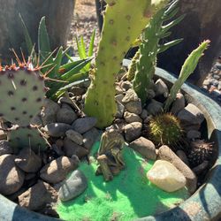 Ceramic Pot With Cactus 