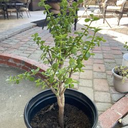 Portulacaria Afra Elephant Food Plant
