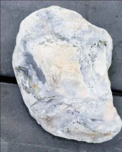 Blue Chalcedony Fossil Specimen Northeast Find