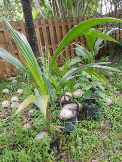 Young Coconut tree, The Green Sweet Kind.