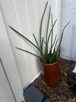 snake plate with pot 