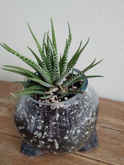 Zebra haworthia plant decor