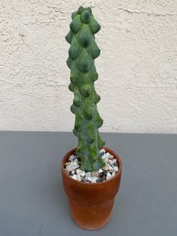 Myrtillocactus geometrizans
