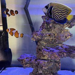 120 Gallon Saltwater Tank With All Fish 