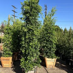 Ficus Nitida Indian Laurel Privacy Hedge