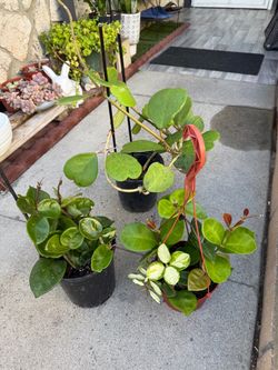 Hoya Plant Collection – 3 Potted Plants