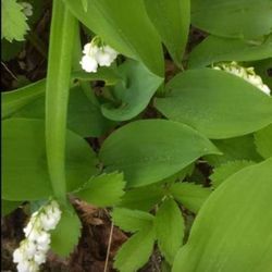 Lovely Lily of the Valley Perennial Plants (Prices in description section of this post)