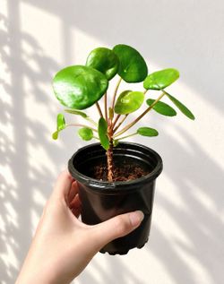 Pilea Peperomioides Chinese Money Plant
