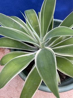Variegated Agave/ FCFS 16 X 16”