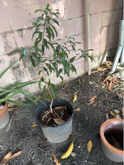 Sapote nispero fruit tree 3’ tall