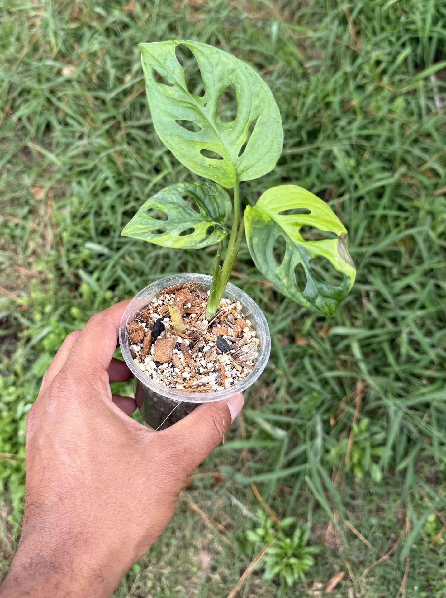 Monstera Adansonii Aurea Variegated,
