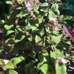 Tradescantia Sillamontana, Cobweb 