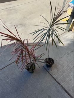 Dracaena marginata