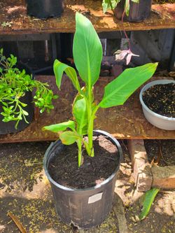 Yellow canna lily plant