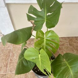 Monstera Deliciosa Swiss Cheese Plant Rooted In 9” Pot Tag #99
