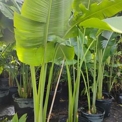 Traveler Palm Sale‼️ 25gl 🌴$200