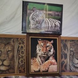 4 Big Cat Pictures