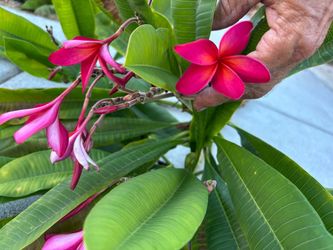 Plumeria cuttings 3 to 4 feet long