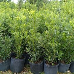 Podocarpus 3gl $8🌿🌿🌿