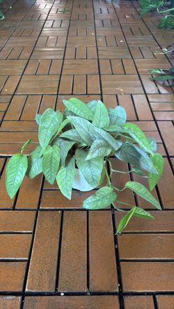 Cebu Pothos 4” pot plant