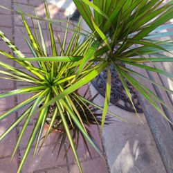 Dracaena Plant 
