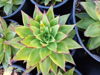 Echeveria Lipstick 1g