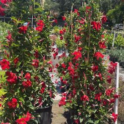7-Gallon Dipladenia on Stair Trellis – Beautiful Blooming Vine – $50