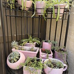 11 Pots And Plant 3 Dollars Each Or All Of Them For Only 25 Dollars 