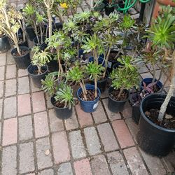 Plant Sale 2.00 Each Need Gone