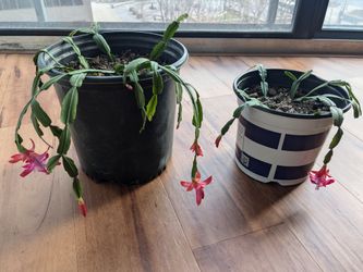 Healthy Christmas Cactus blooming!
