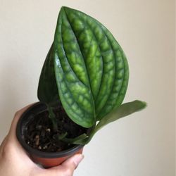 Beautiful Monstera Peru Plant