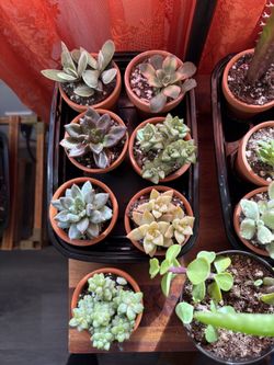 Succulents 