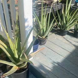 Aloe Vera Cactus